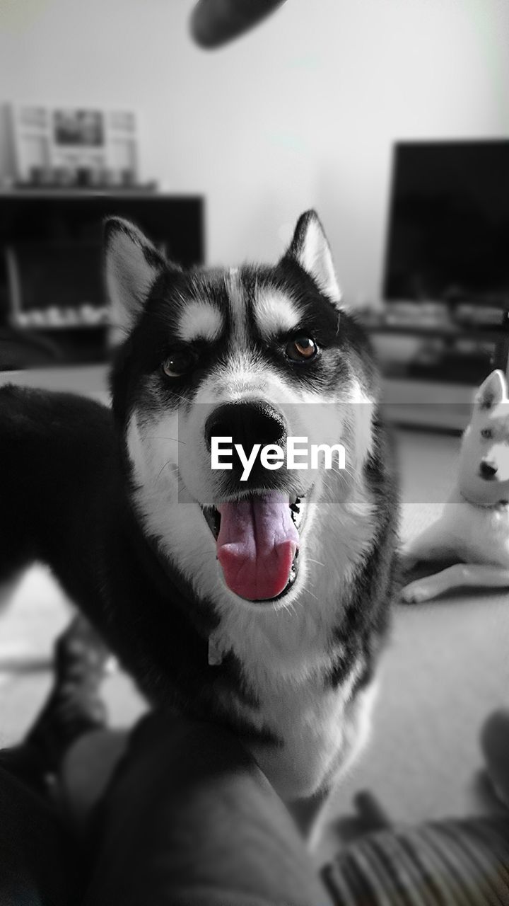 Portrait of siberian husky at home