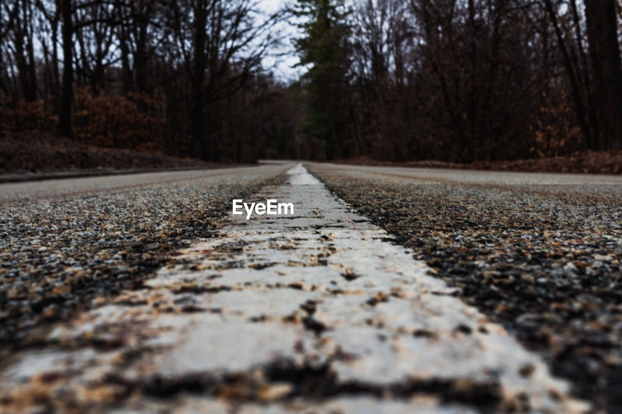 Surface level of road amidst trees