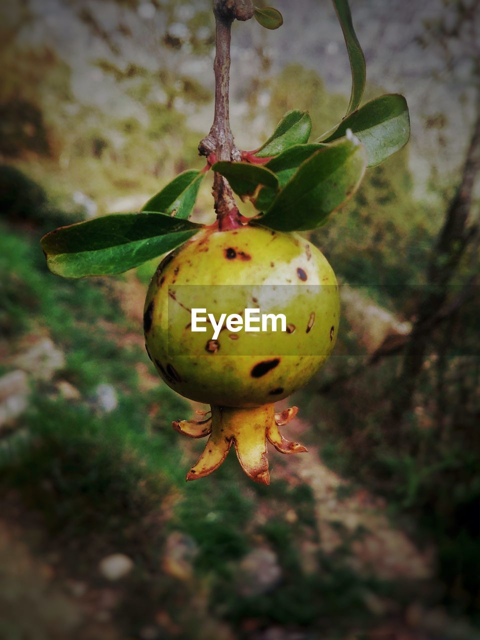 CLOSE-UP OF FRUITS ON TREE