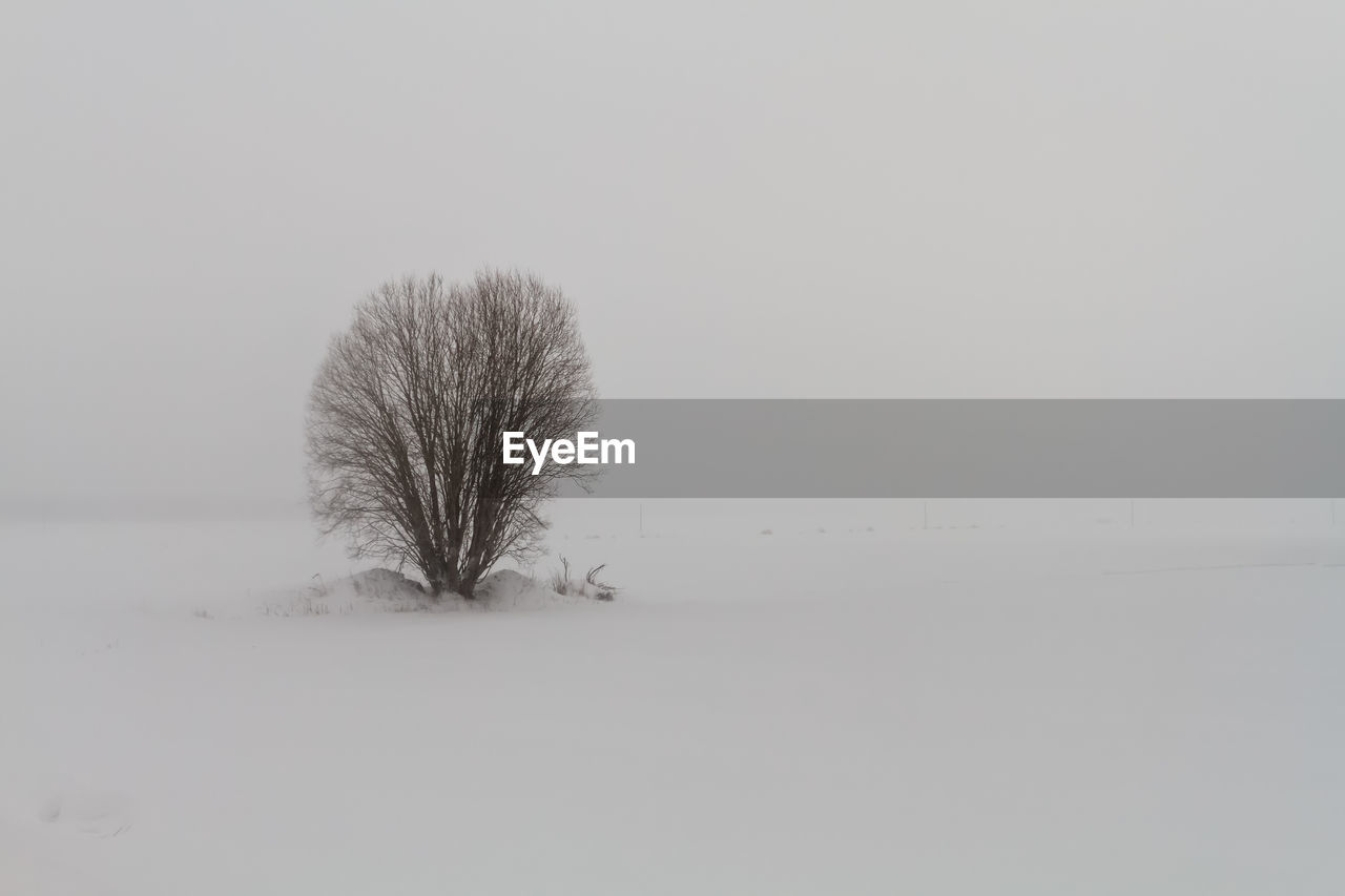 BARE TREE ON SNOWY FIELD AGAINST CLEAR SKY