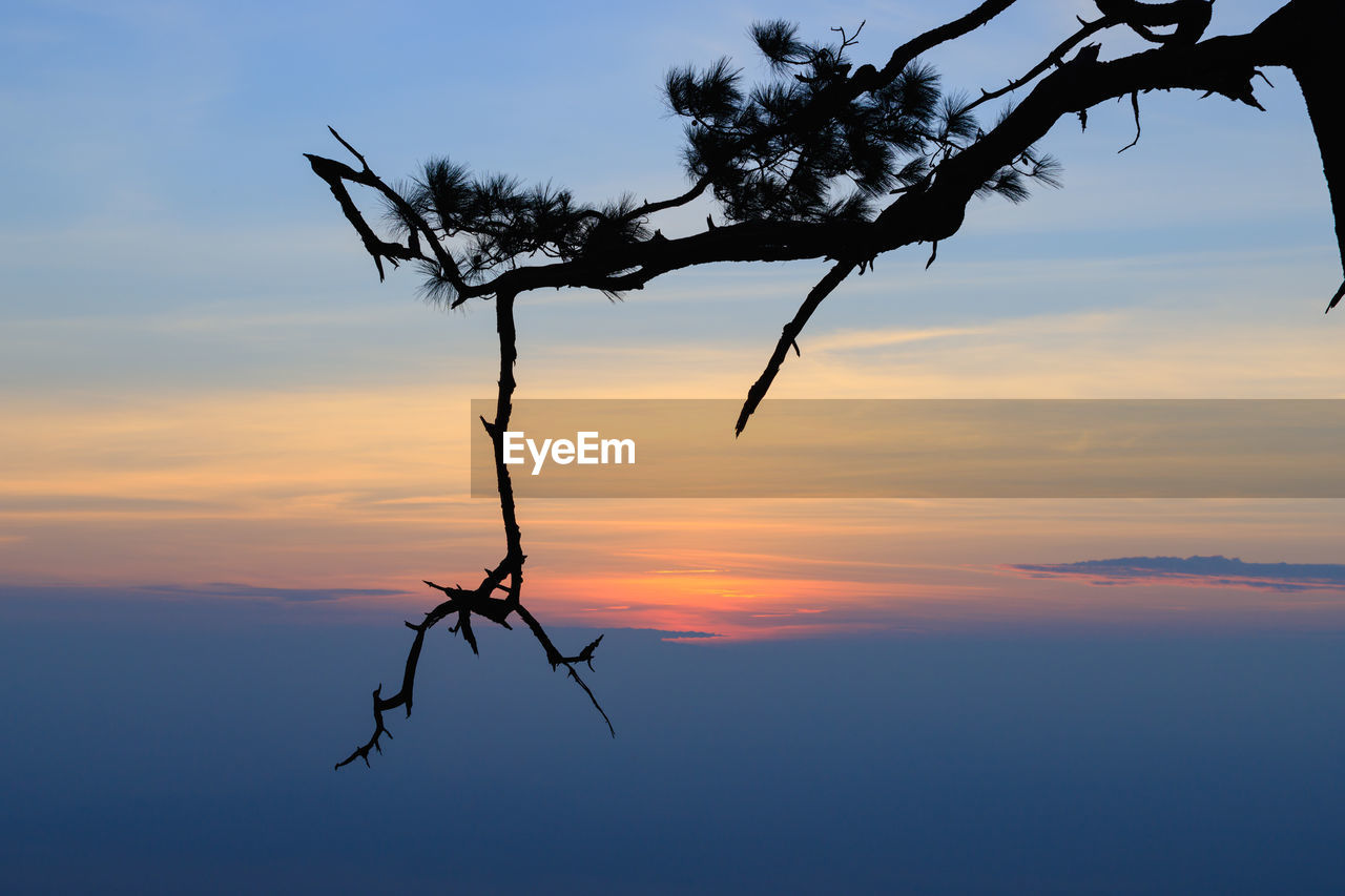 CLOSE-UP OF SILHOUETTE TREE AGAINST ROMANTIC SKY AT SUNSET