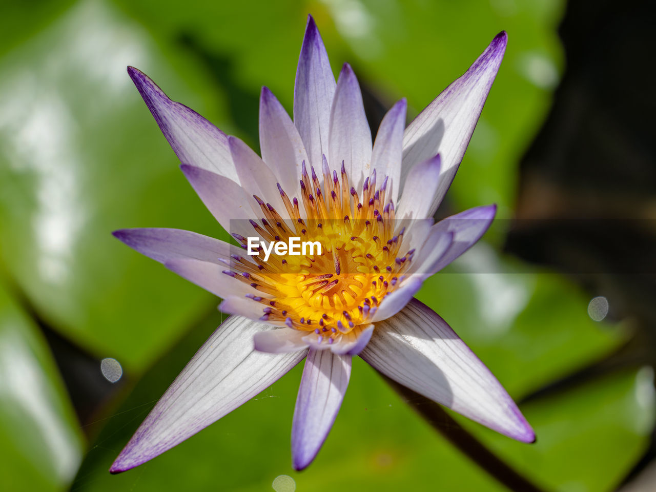 flower, flowering plant, plant, freshness, beauty in nature, flower head, petal, macro photography, fragility, close-up, nature, inflorescence, water lily, yellow, growth, purple, water, pollen, leaf, no people, blossom, plant part, aquatic plant, pond, lotus water lily, outdoors, wildflower, macro, springtime, focus on foreground, lily, botany, environment, green