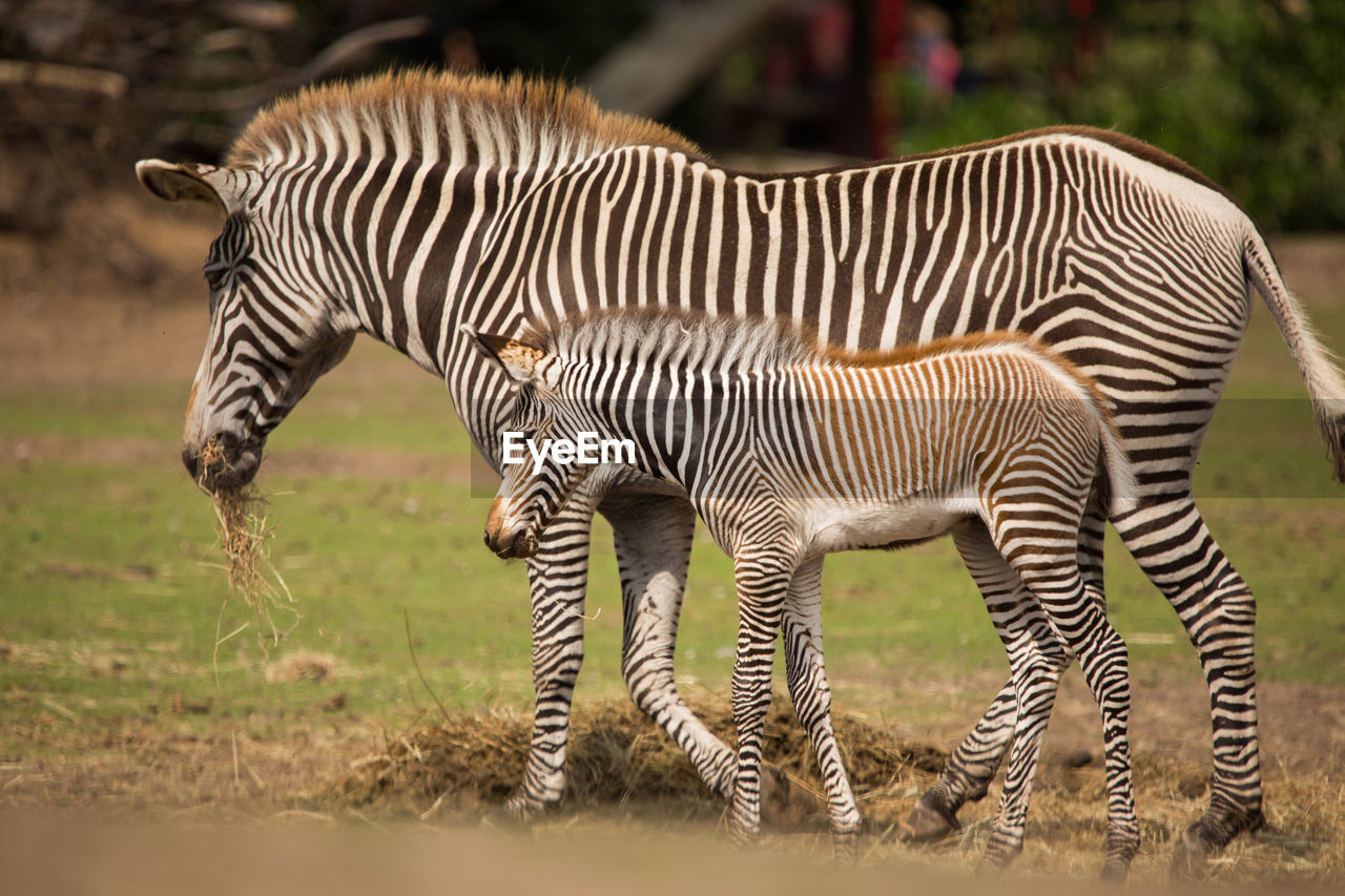 Close-up of zebra with infant standing on grass