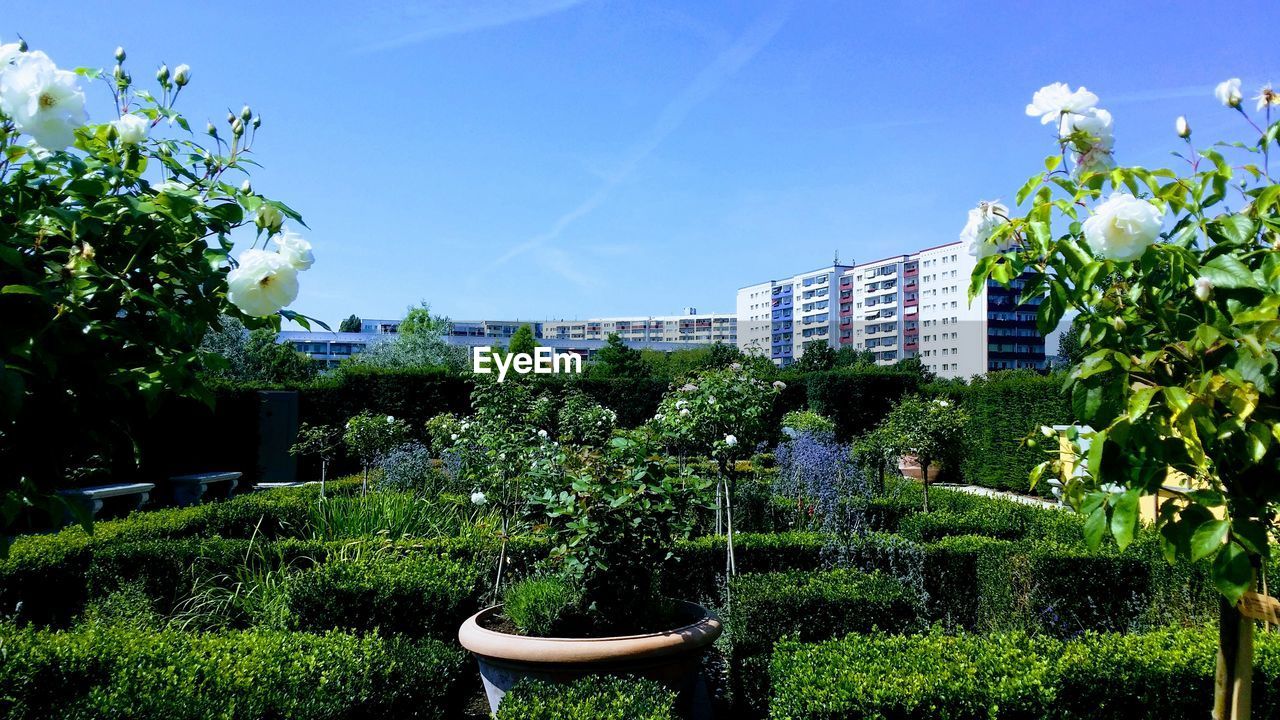 VIEW OF PLANTS AGAINST SKY