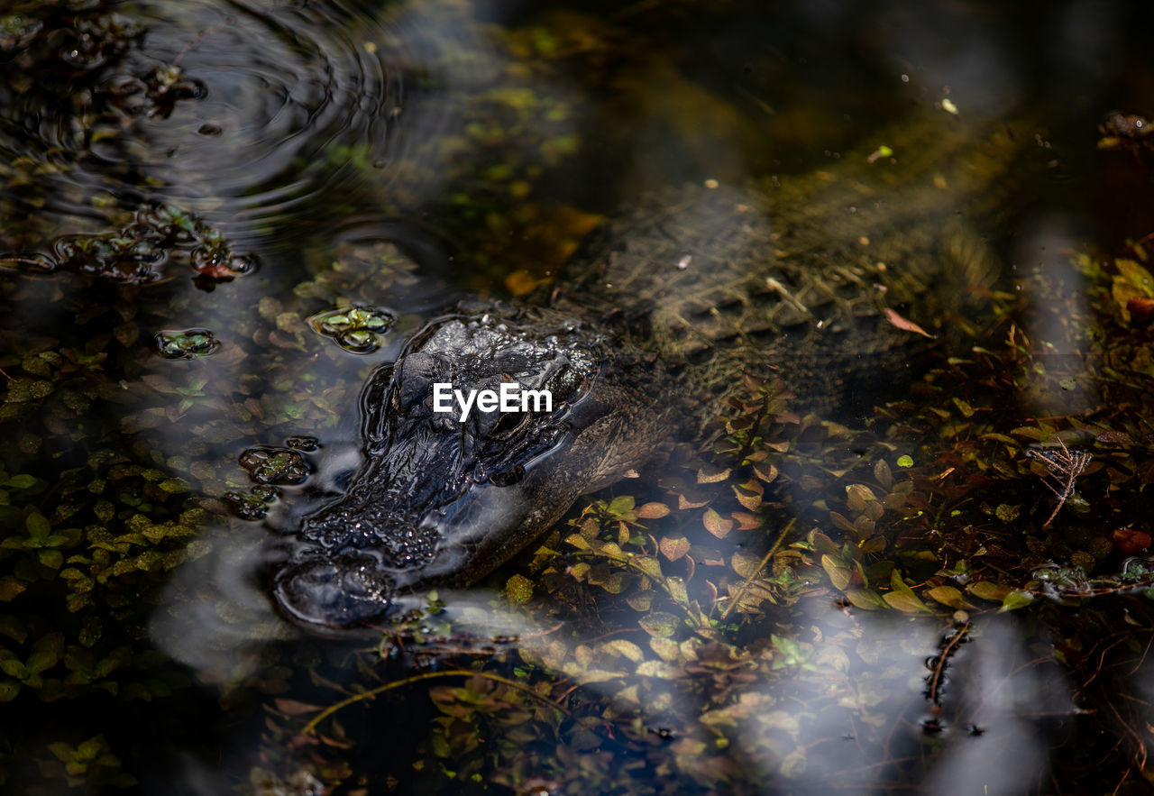 High angle view of alligator swimming in lake