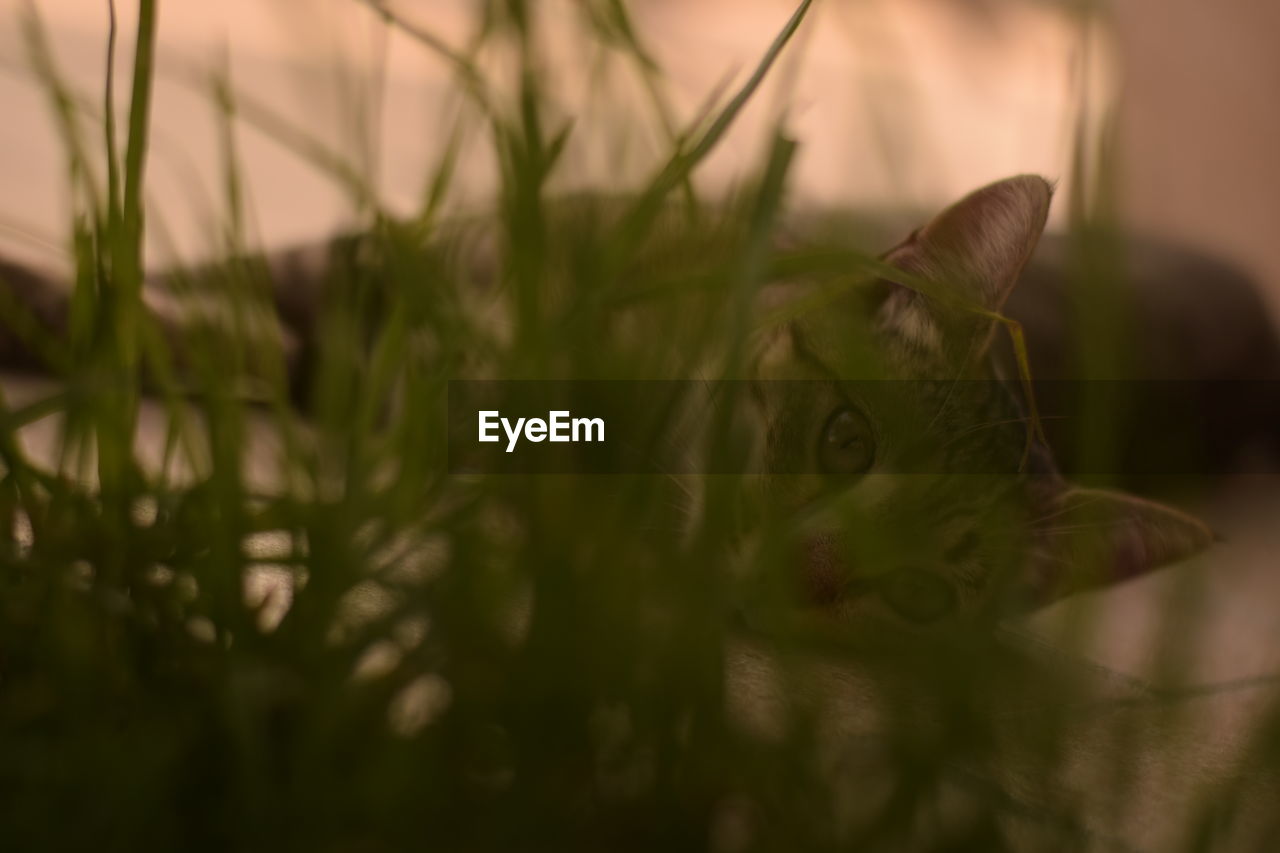 Portrait of cat seen through plants
