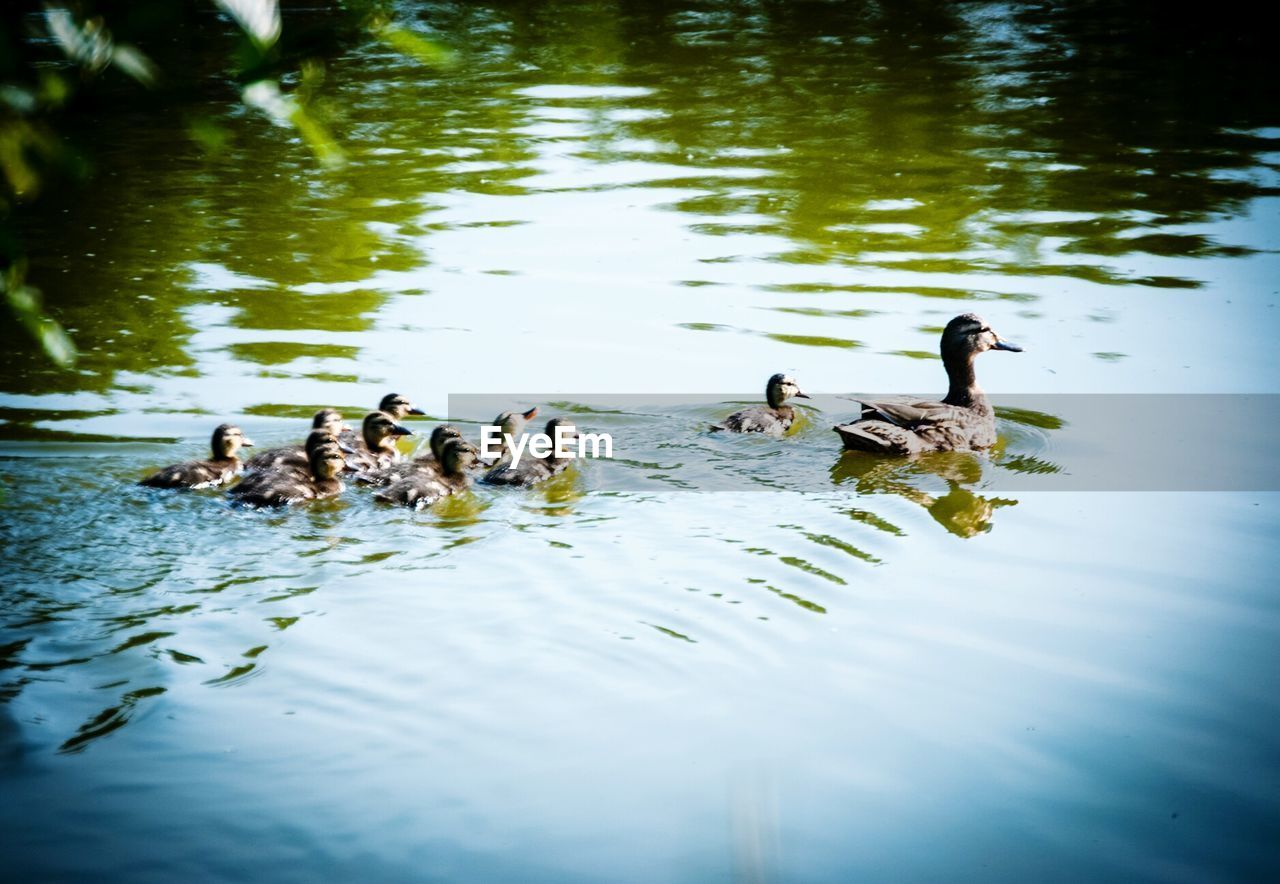 Duck with ducklings in lake