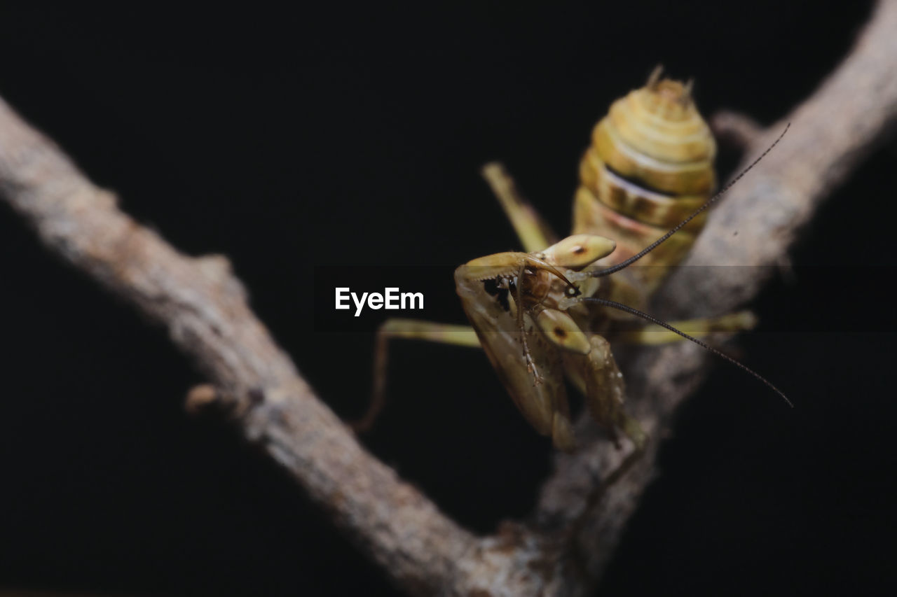 Jewel flower praying mantis cleaning his raptorial arm after eating