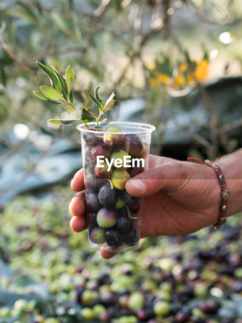 Cropped hand holding disposable glass with olives