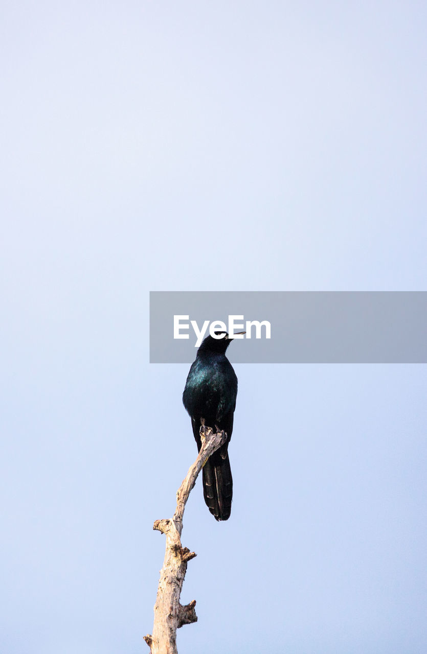 LOW ANGLE VIEW OF BIRD PERCHING ON BRANCH