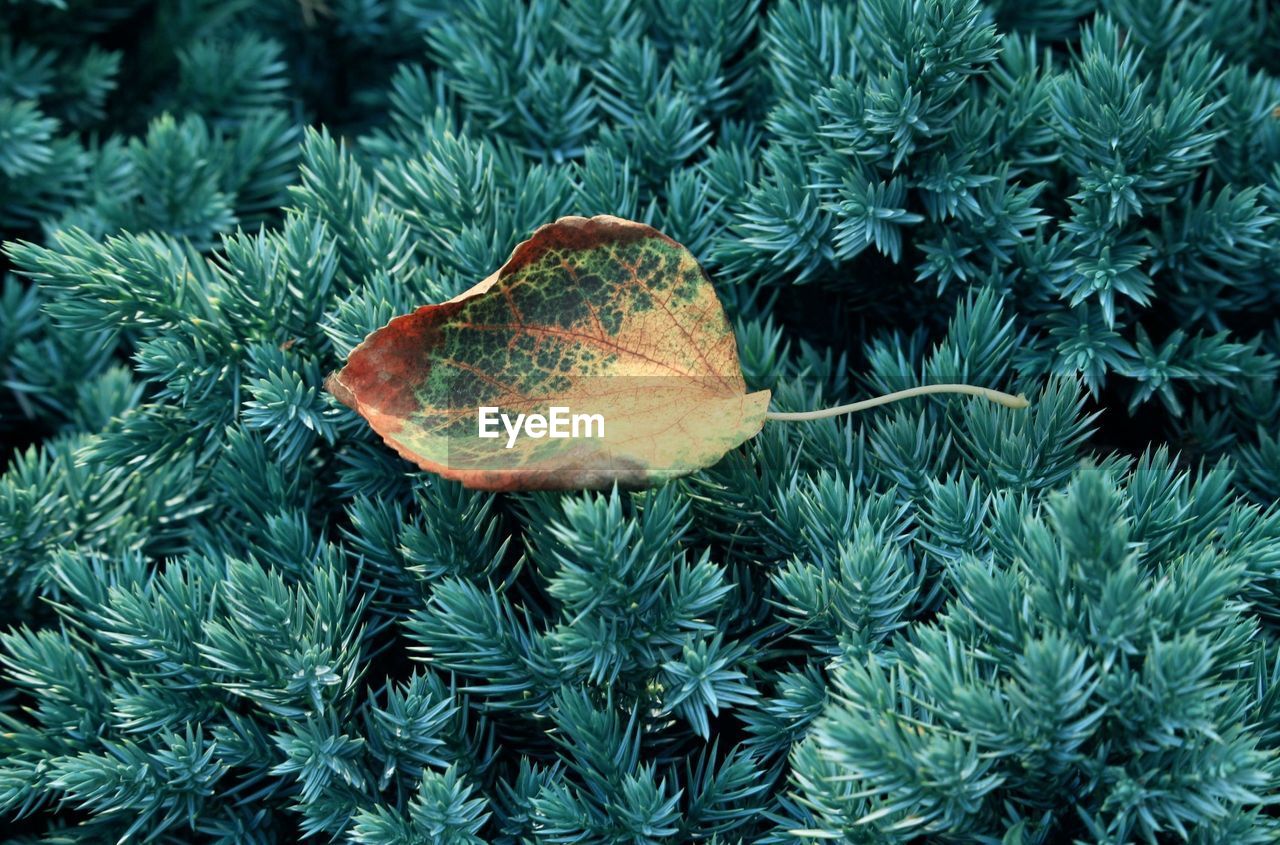 HIGH ANGLE VIEW OF PINE TREES IN THE BACKGROUND