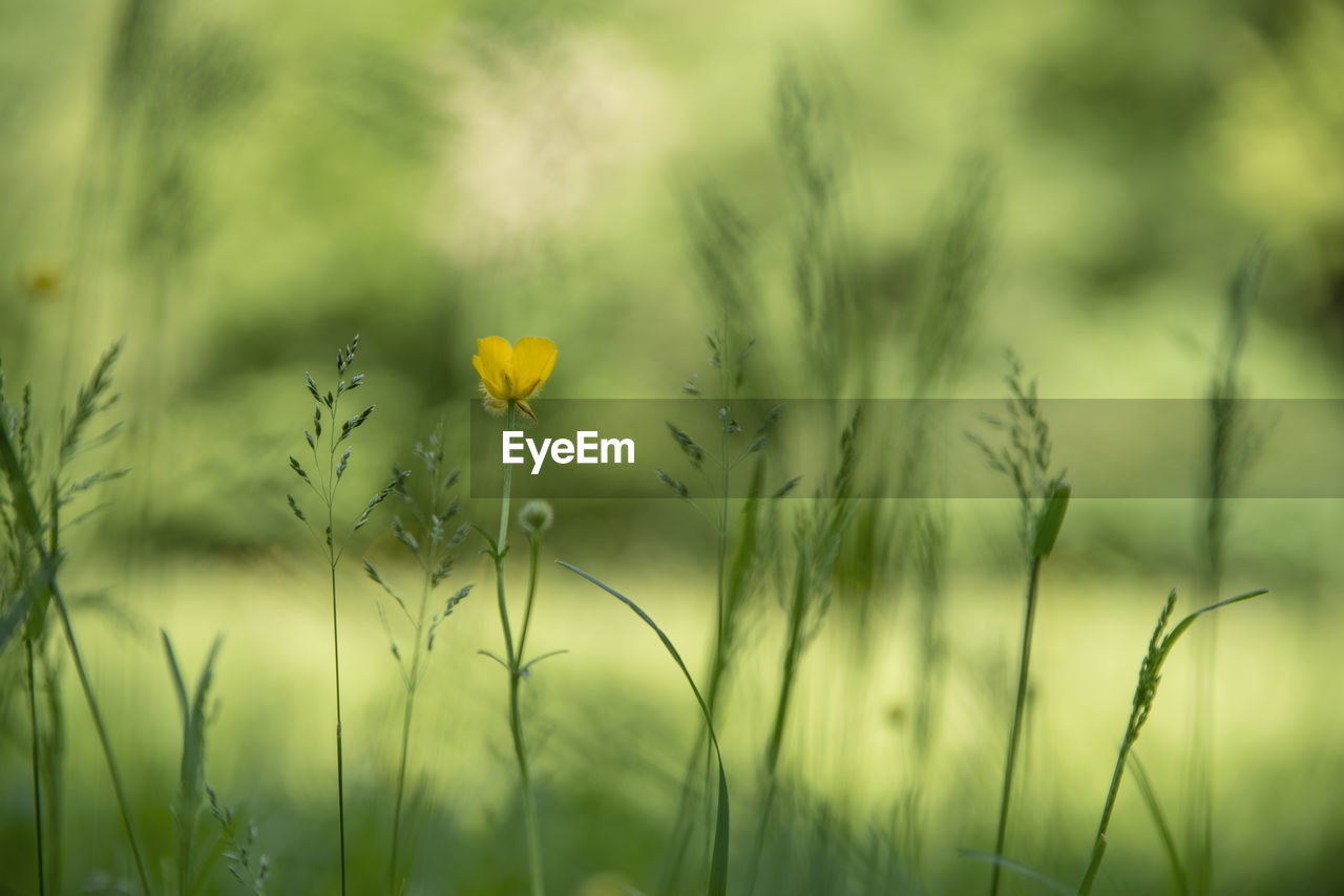 Close-up of yellow flowering plants on field