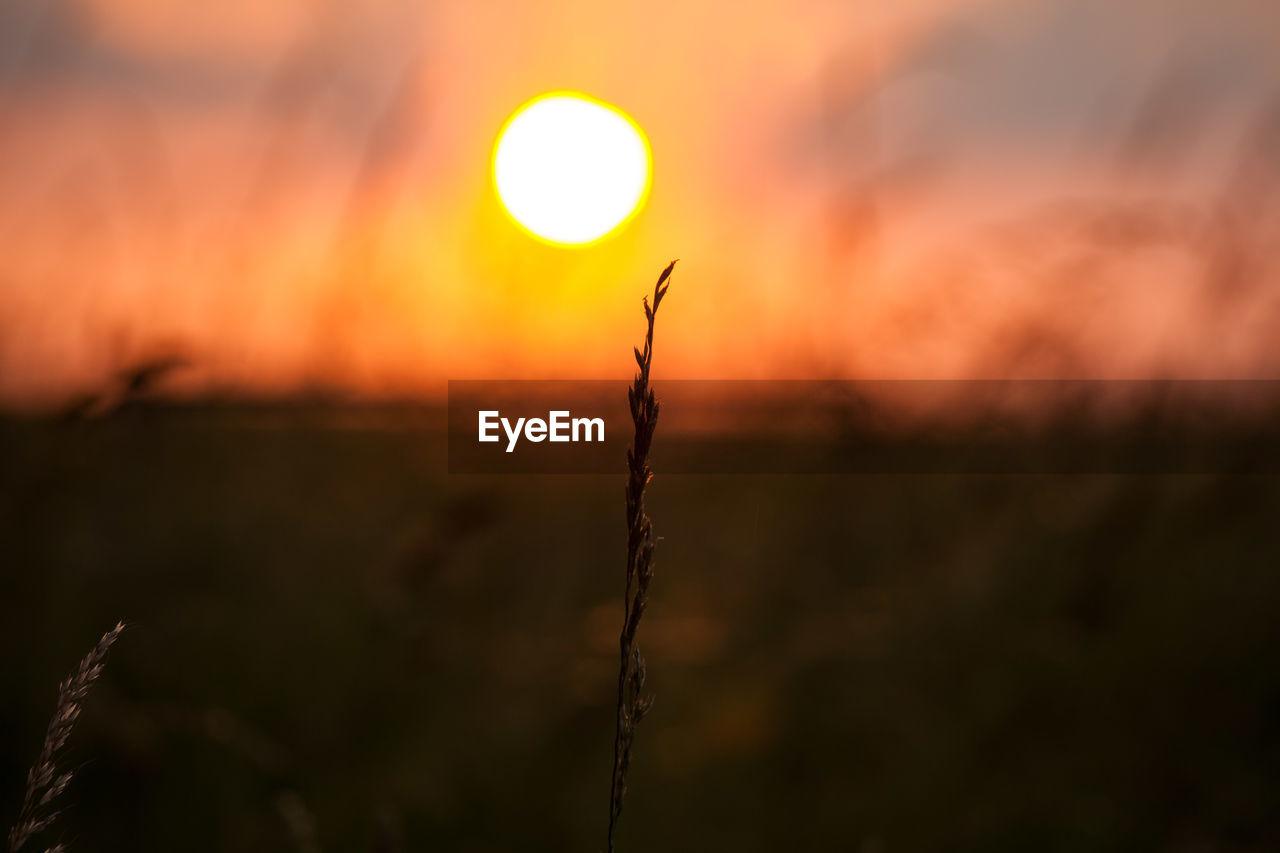 Close-up of silhouette plant on field against sky during sunset