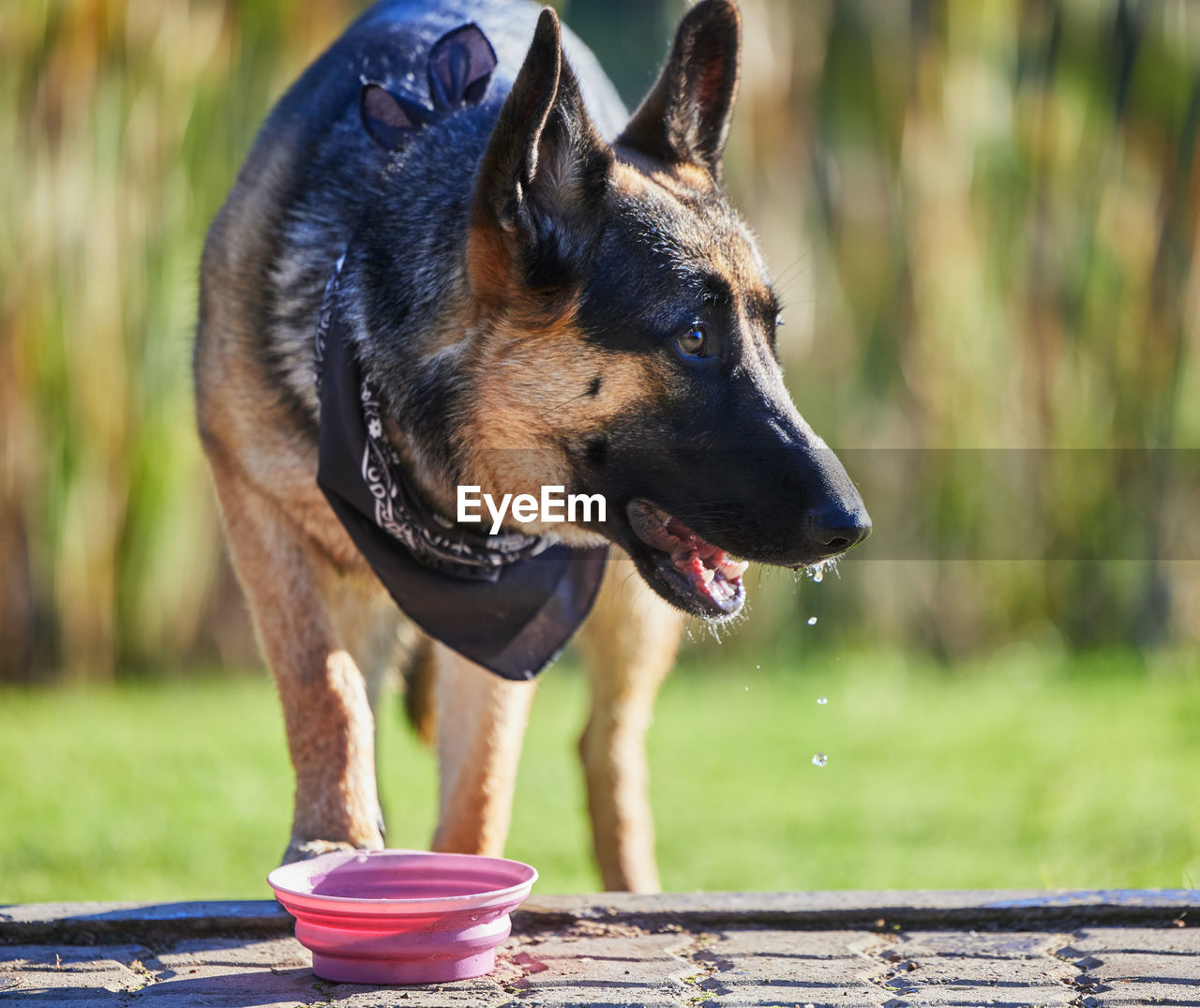 close-up of german shepherd sitting on field