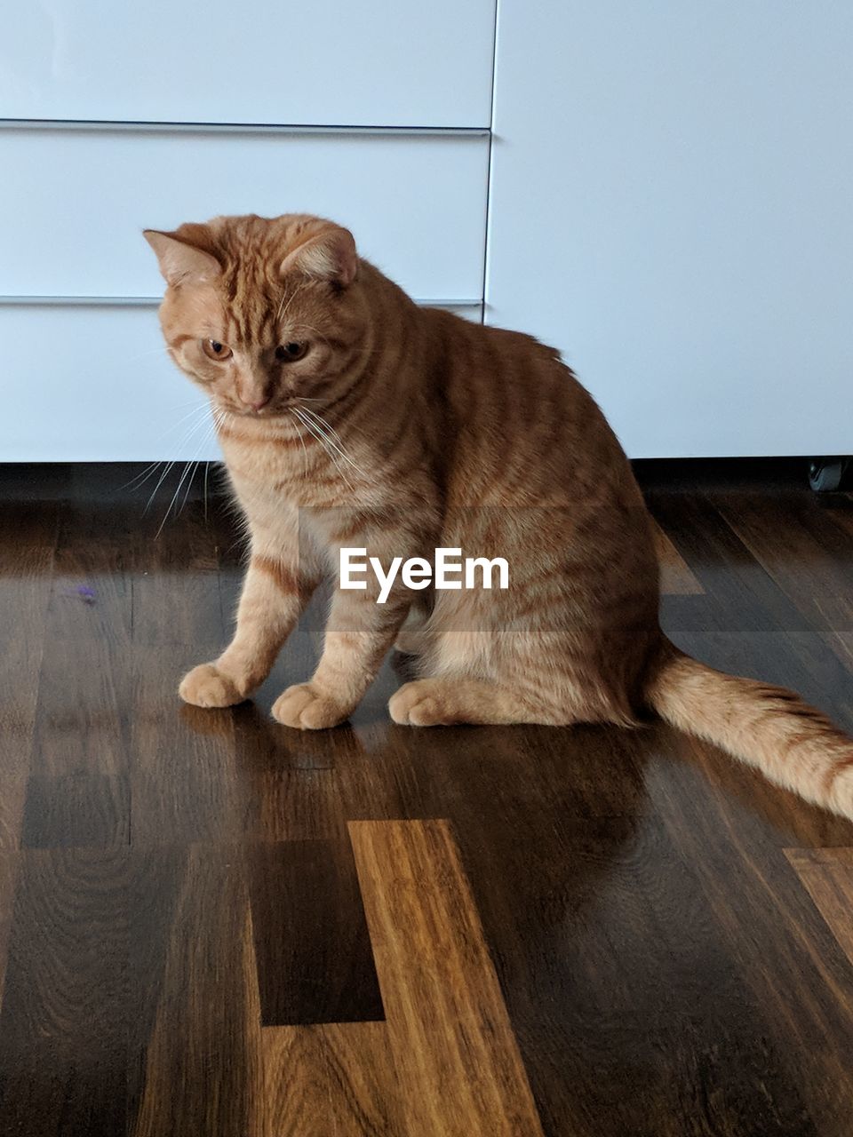 CAT LOOKING AWAY WHILE SITTING ON HARDWOOD FLOOR