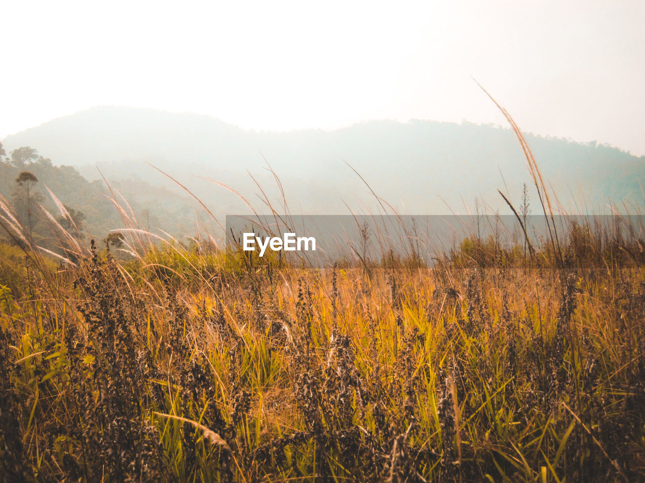 SCENIC VIEW OF WHEAT FIELD AGAINST SKY