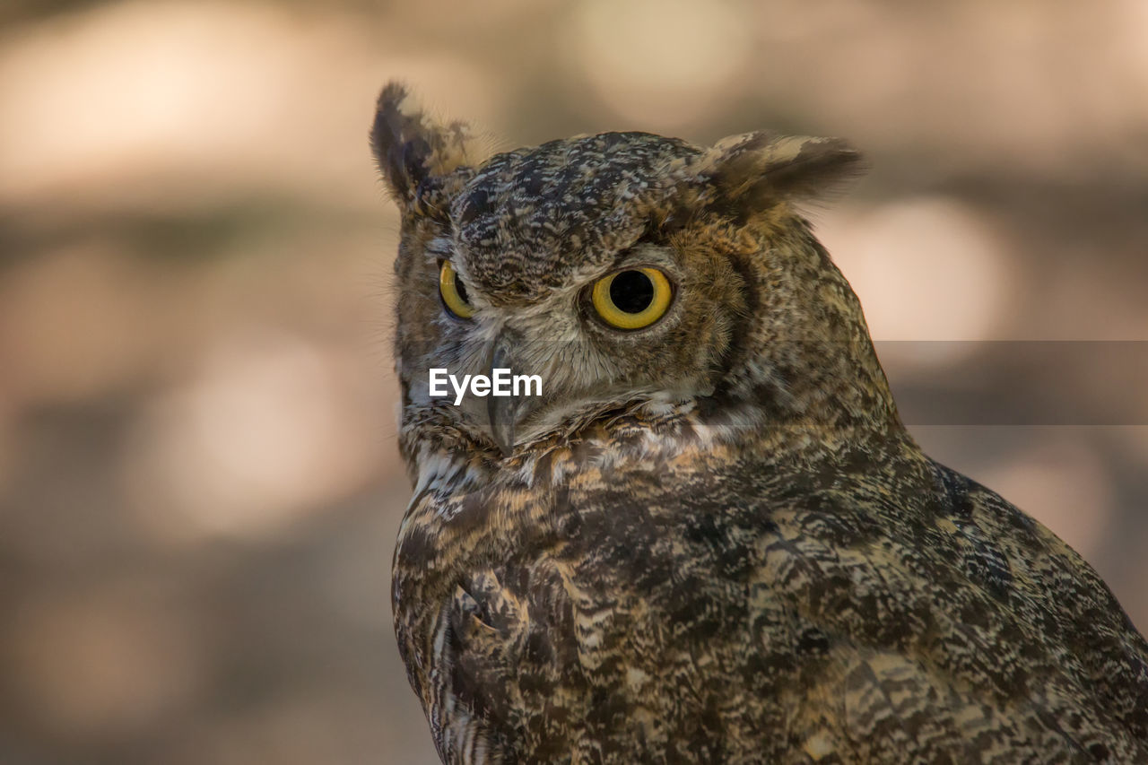 Close-up of owl watching