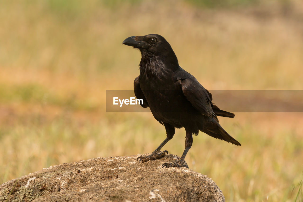 CLOSE-UP OF SPARROW PERCHING ON ROCK