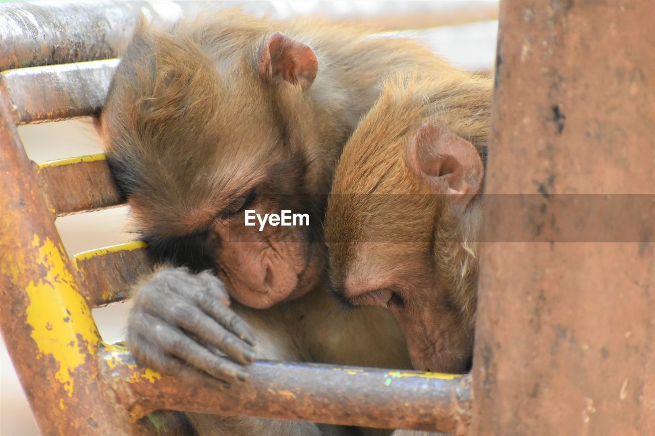 Close-up of sleeping monkeys in monkey cave, chiang rai, thailand