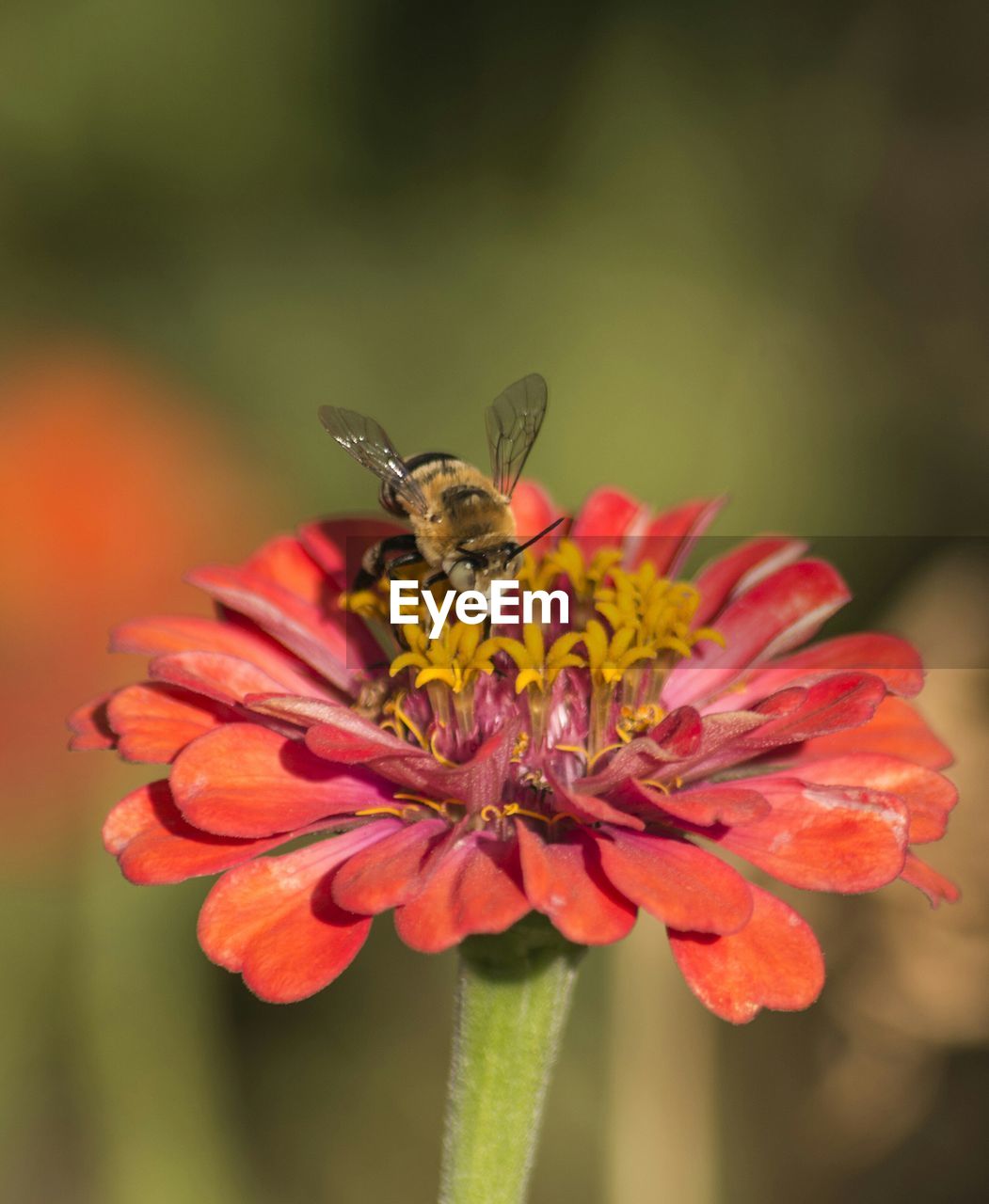 Macro shot of bee pollinating on fresh zinnia