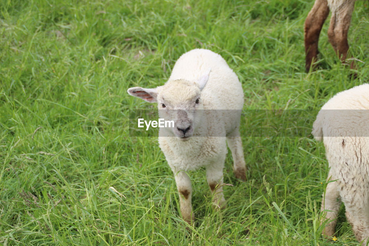 PORTRAIT OF SHEEP ON GRASS