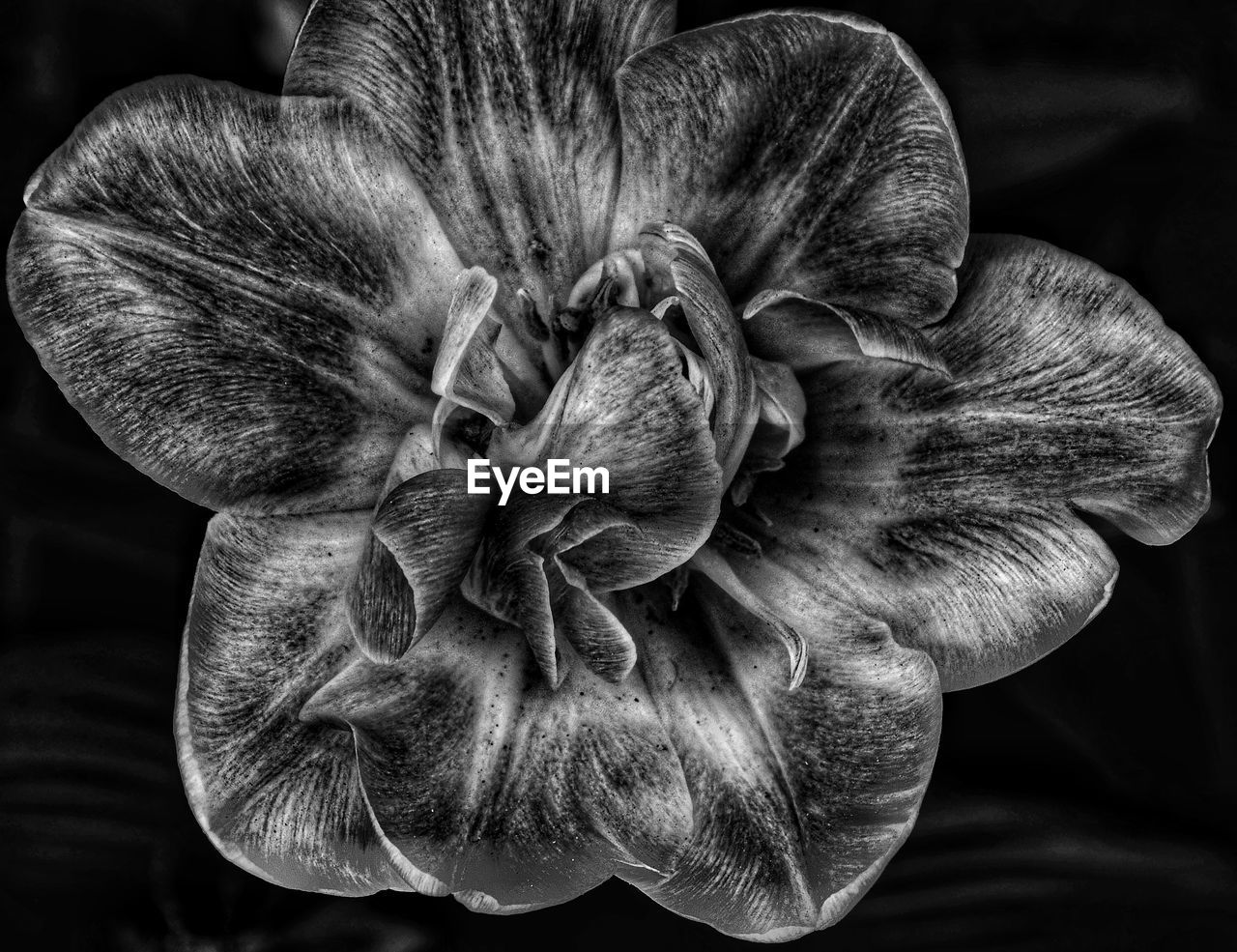 Close-up of wilted flower