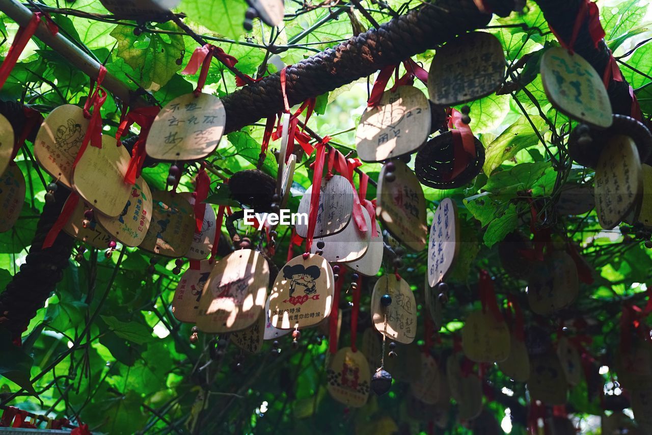 FULL FRAME SHOT OF TREE HANGING ON WALL