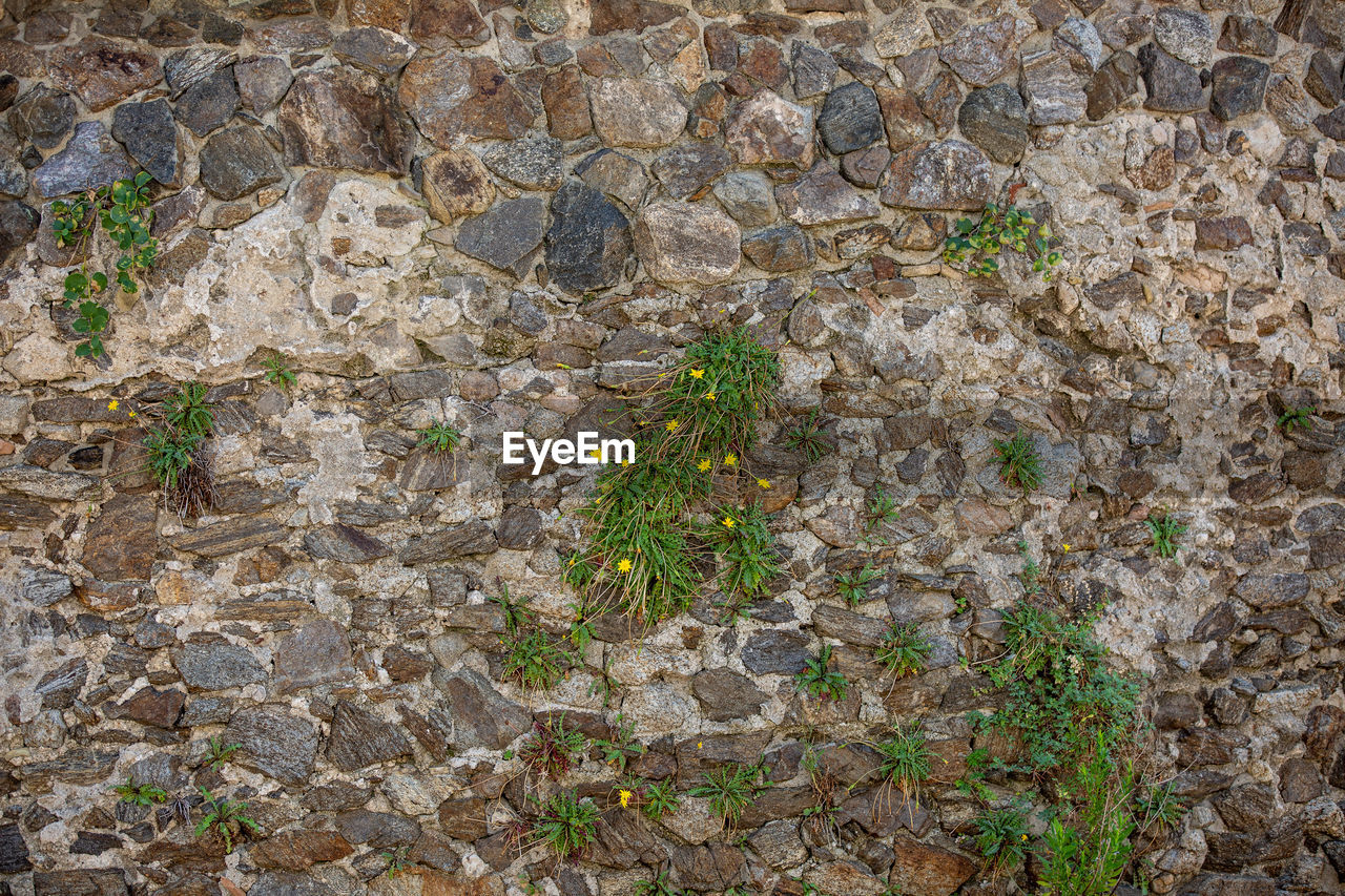 FULL FRAME SHOT OF STONE WALL WITH PLANTS