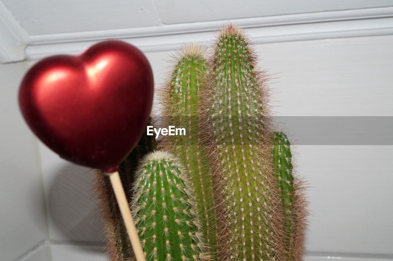 Close-up of cactus with heart shape against wall