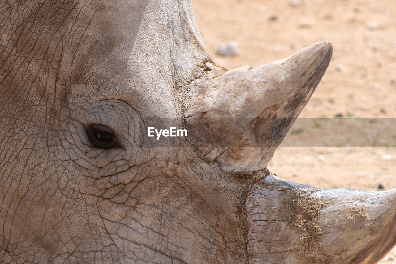 CLOSE-UP OF ELEPHANT IN A HORSE