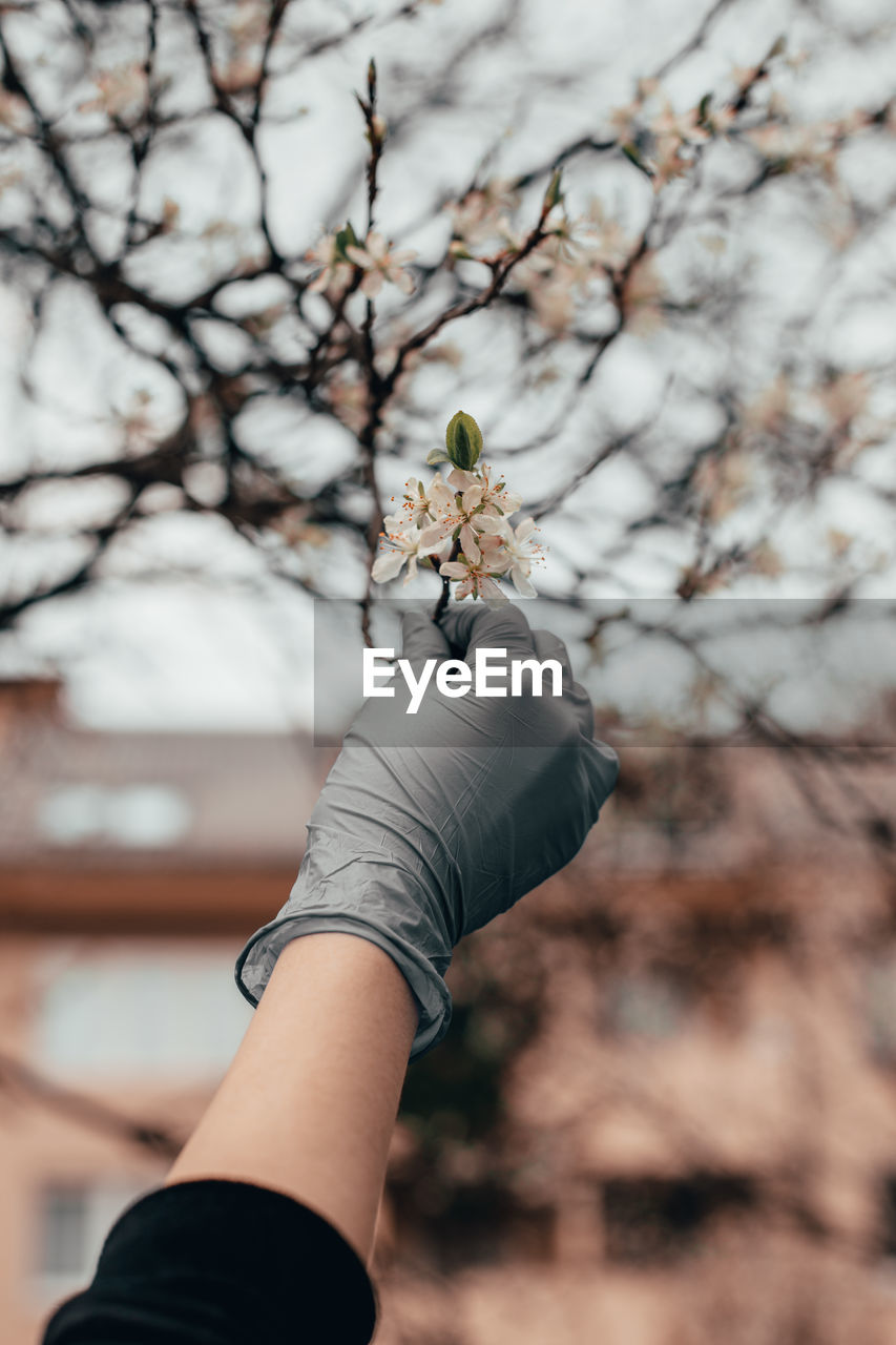 Cropped hand of woman holding cherry blossom