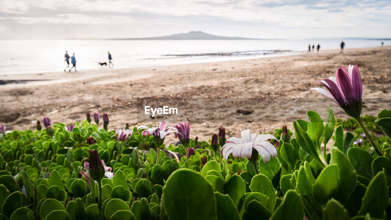 CLOSE-UP OF FLOWERING PLANTS ON BEACH