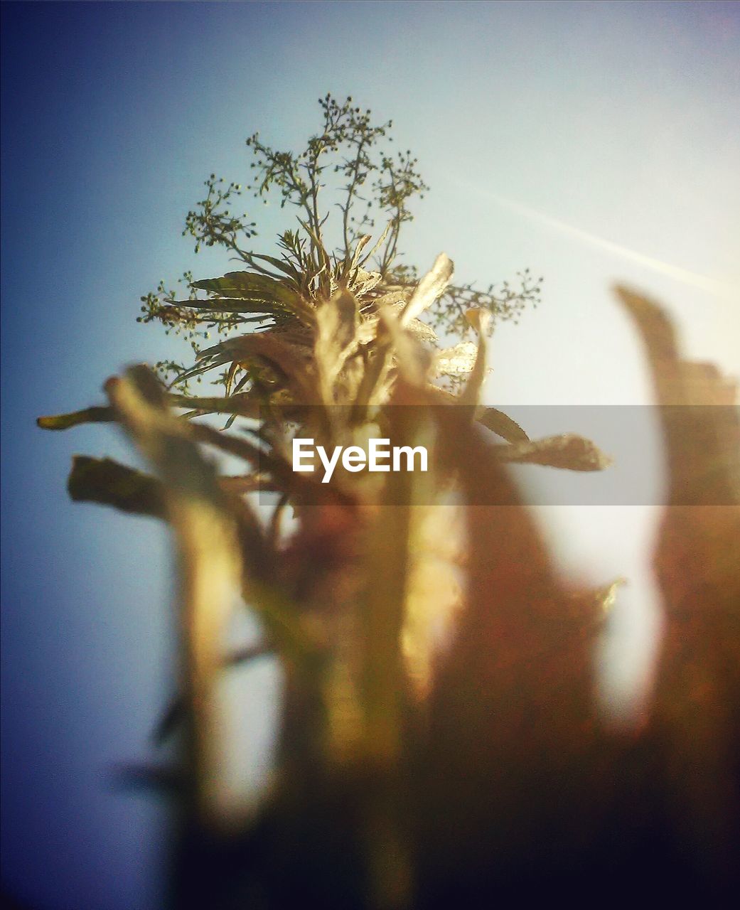 CLOSE-UP OF PLANT AGAINST SKY