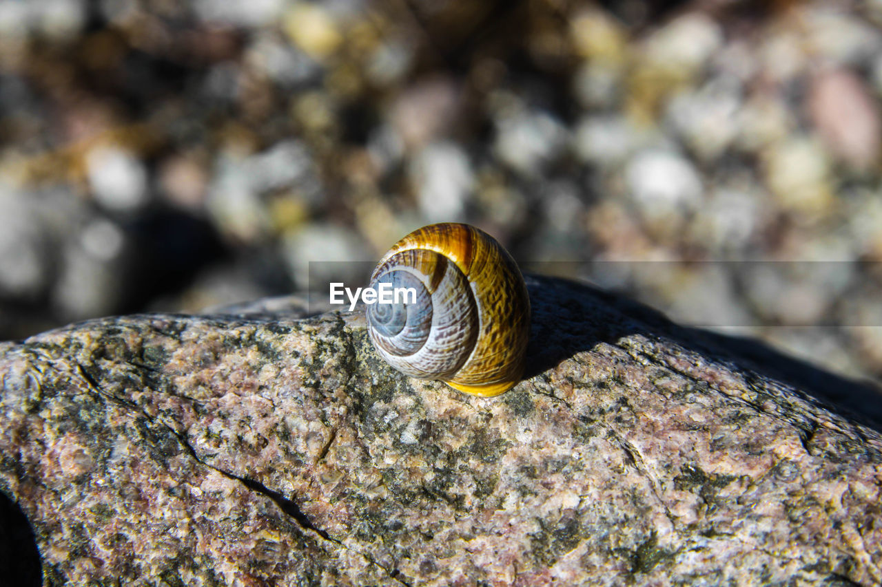 Close-up of snail