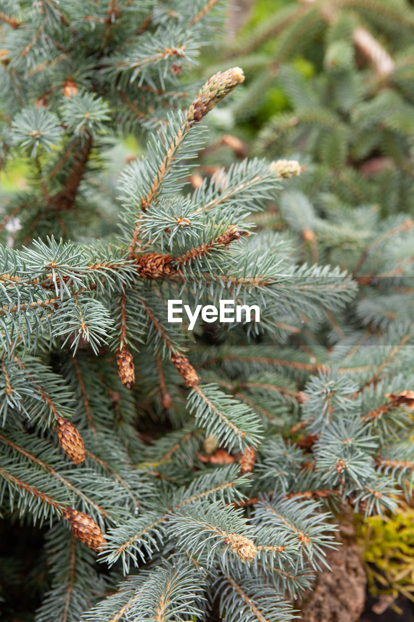 plant, tree, coniferous tree, pine tree, pinaceae, nature, spruce, branch, no people, fir, needle - plant part, green, growth, beauty in nature, day, close-up, christmas tree, focus on foreground, outdoors, leaf, plant part, evergreen, tranquility, backgrounds, fir tree, land, christmas, celebration, full frame