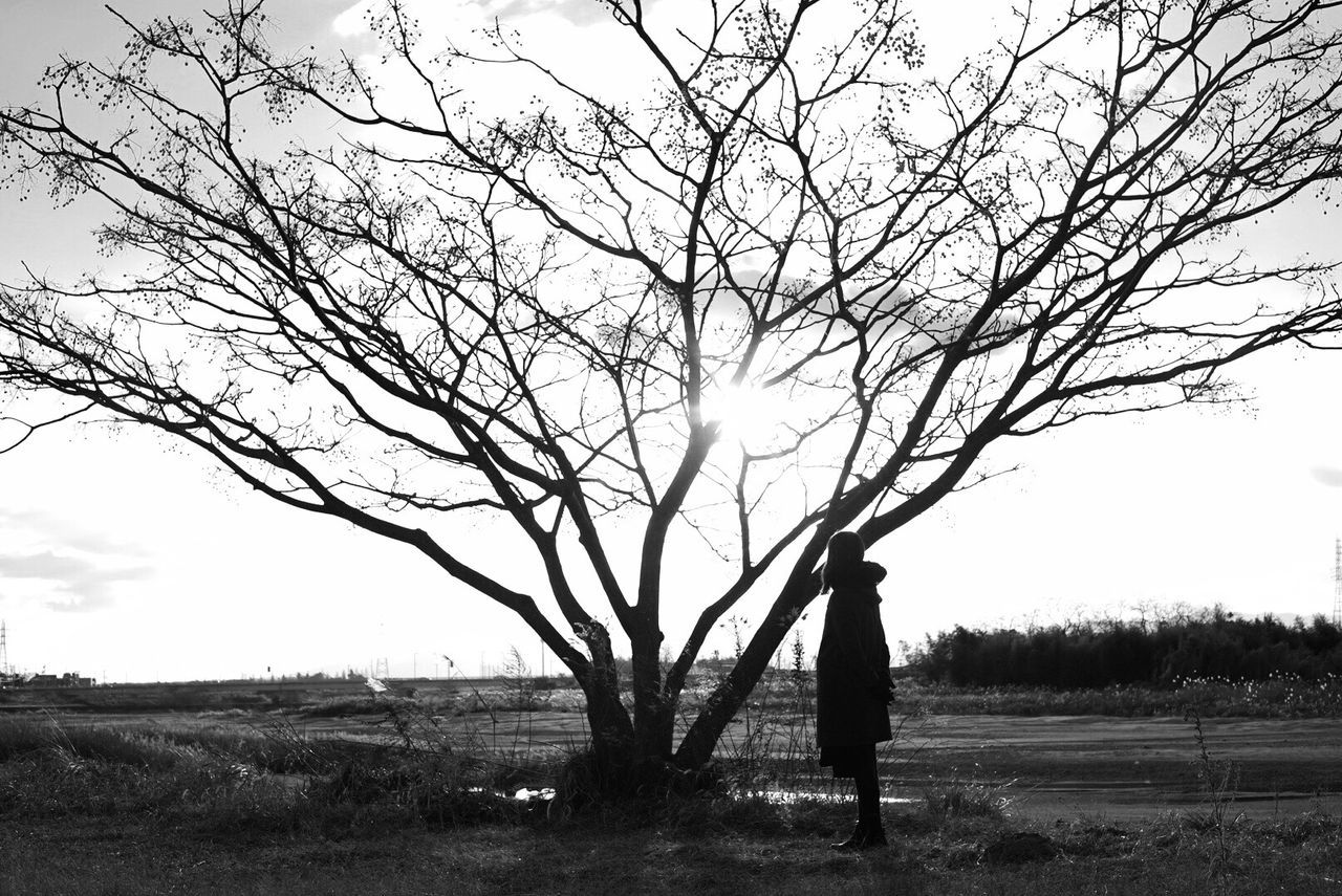 Silhouette bare trees on landscape against sky