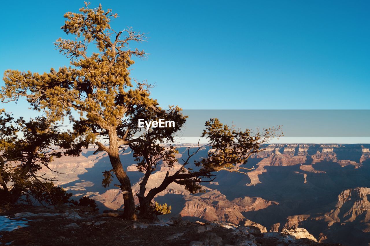 TREES AGAINST SKY