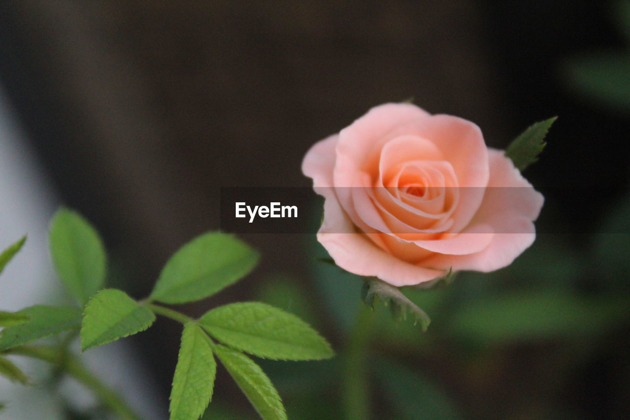Close-up of rose against blurred background