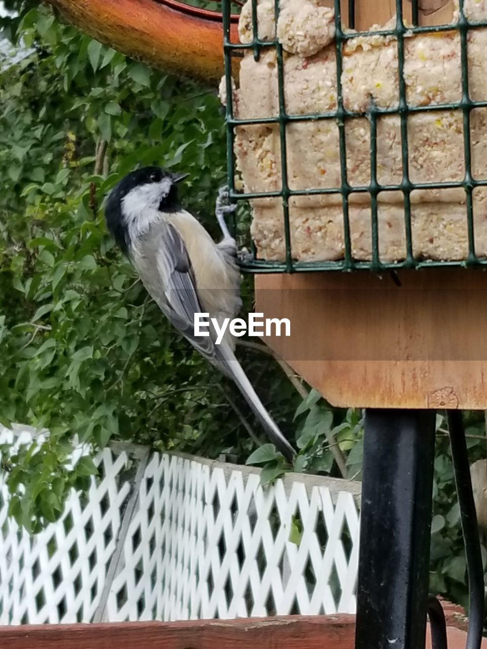 BIRD PERCHING ON WOODEN POST