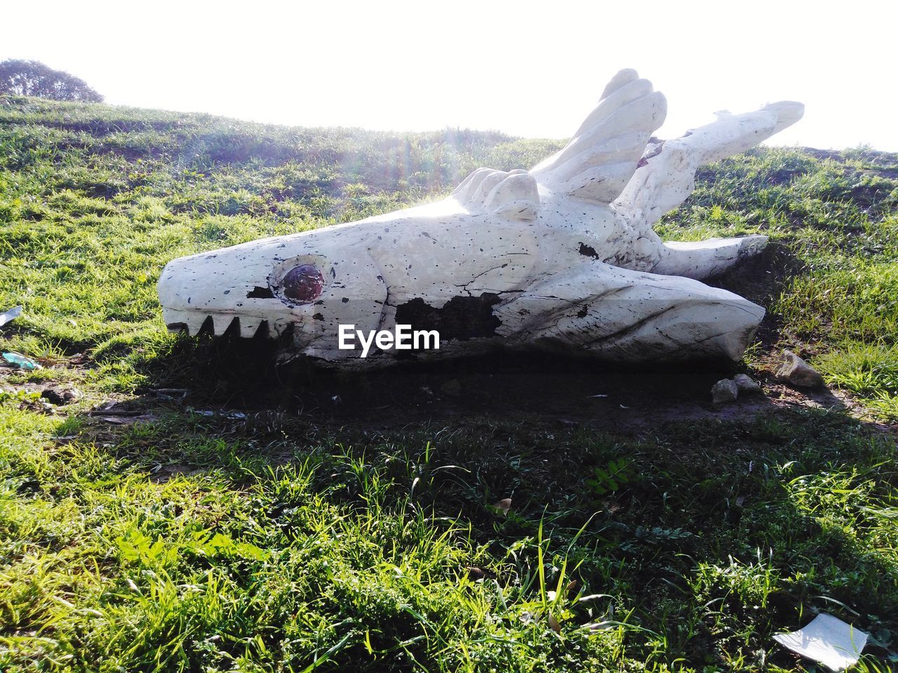 VIEW OF ANIMAL SKULL ON FIELD AGAINST SKY