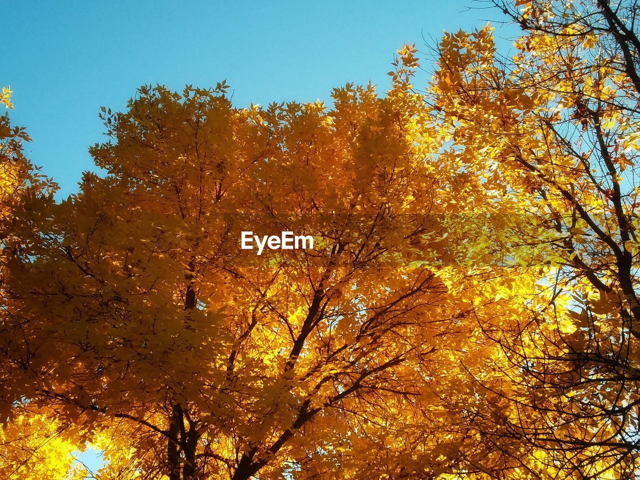 LOW ANGLE VIEW OF TREES AGAINST SKY DURING AUTUMN