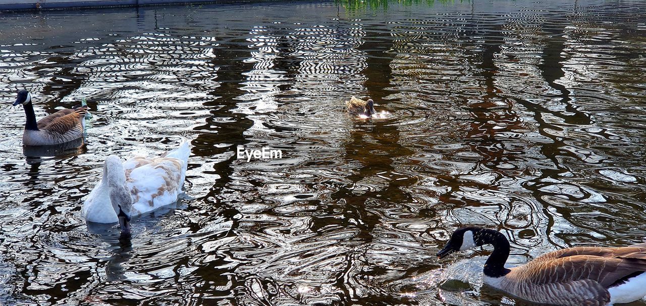 HIGH ANGLE VIEW OF SWAN SWIMMING ON LAKE