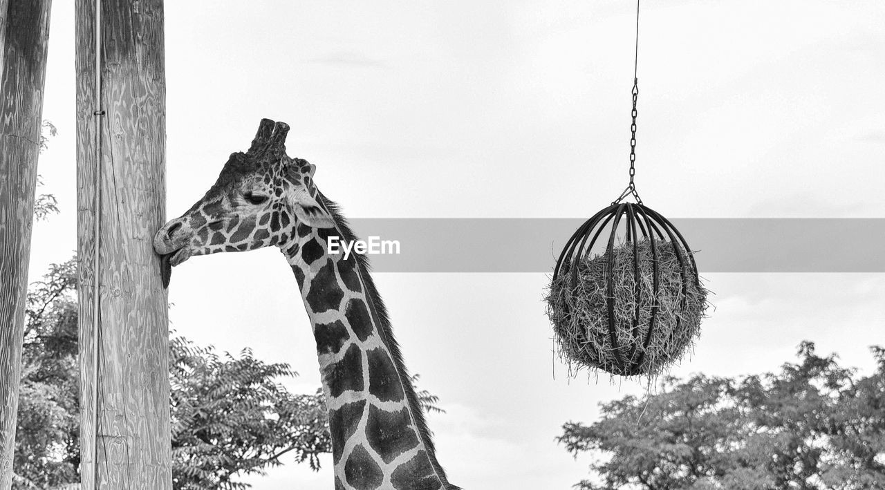 Low angle view of giraffe against sky