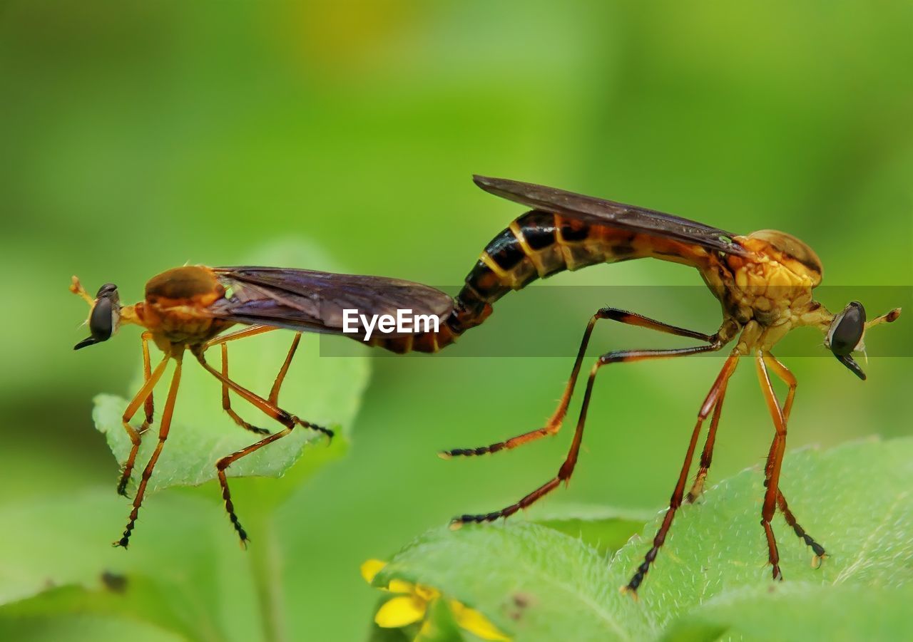 Close-up of insect on plant