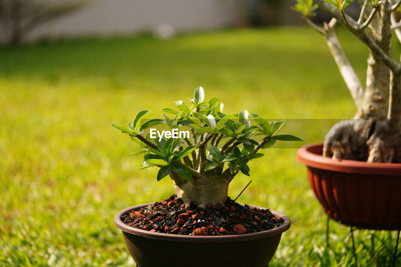 Close-up of small potted adenium plant in field