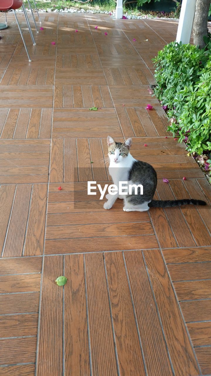 HIGH ANGLE VIEW OF CAT LYING ON HARDWOOD FLOOR IN BACKGROUND