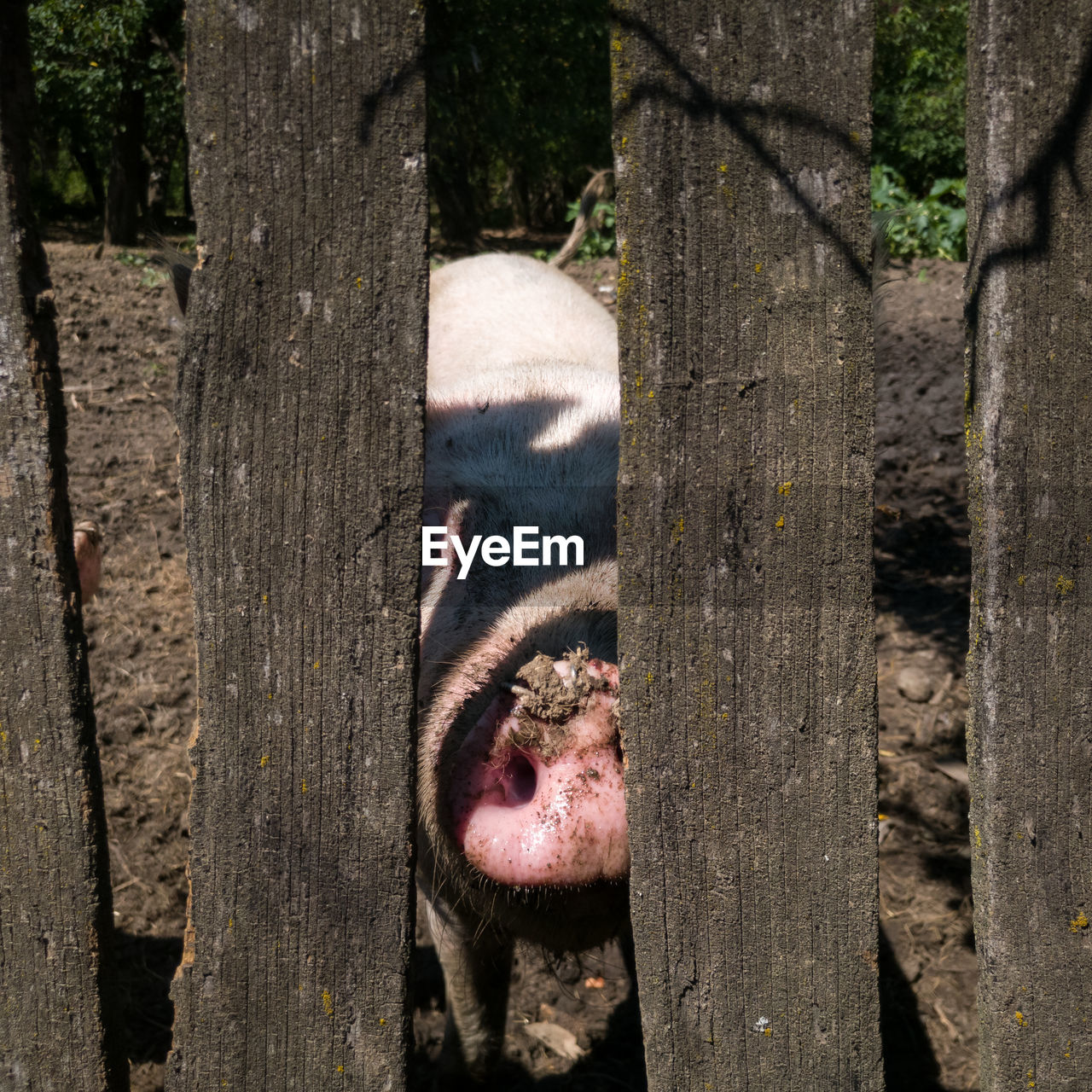 Pig with dirty snout stare between wooden boards of pig pen