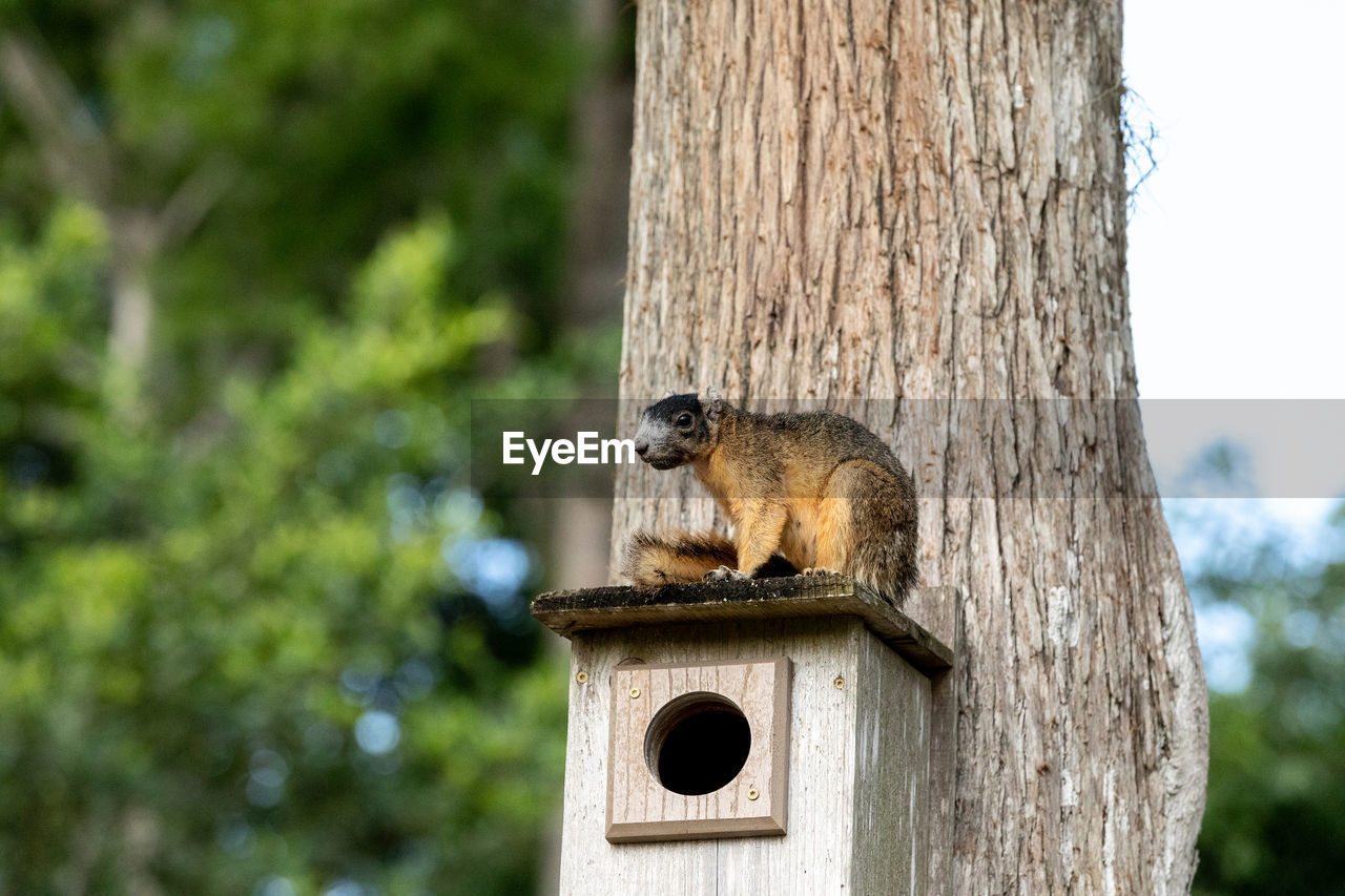 Red fox squirrel sciurus niger sitting on a birdhouse in naples, florida.