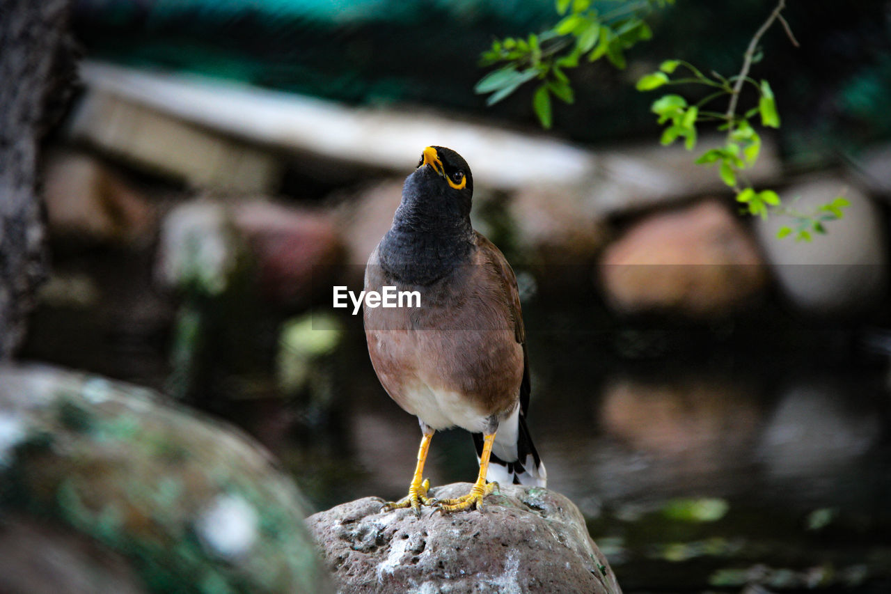 CLOSE-UP OF BIRD