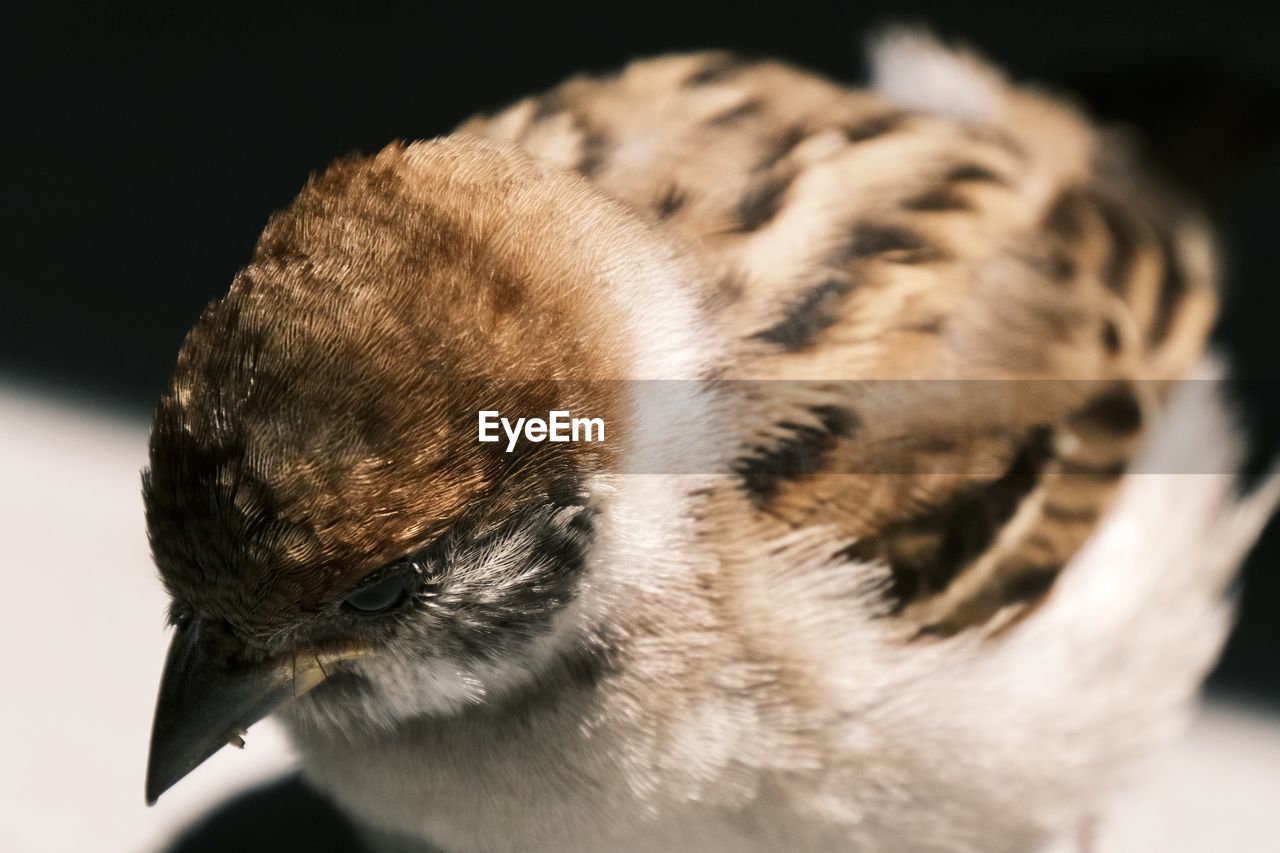 Close-up of a bird looking away